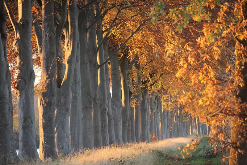 Enchanting Myths